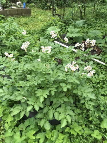 russets blooming