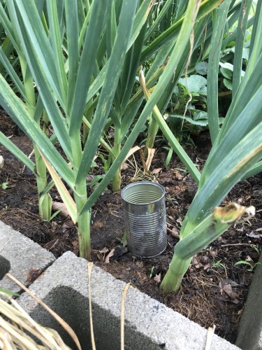 garlic growing well due to the magical can in the bed!