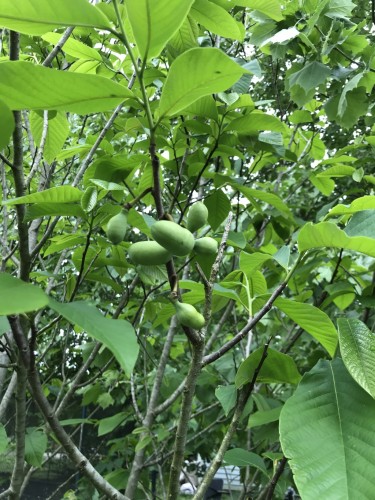 Baby pawpaws!