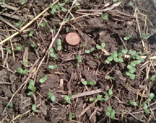 Flax (Linum ustatissimum) sprouted