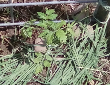 'Sweet 100' red cherry Tomato