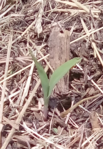 Country Gentleman Corn sprout 5-24-2019