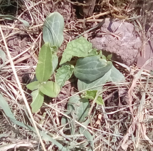 Transplanted volunteer 'mystery vines' and volunteer 'mutt' sunflower