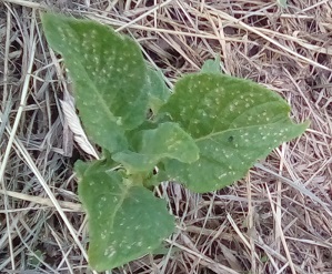 Tiny black pest, eats several tiny holes in leaves.