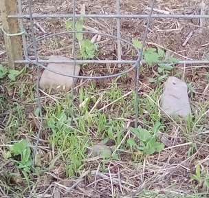 Tall Telephone Pea on trellis, Tom Thumb Peas on tomato cage.