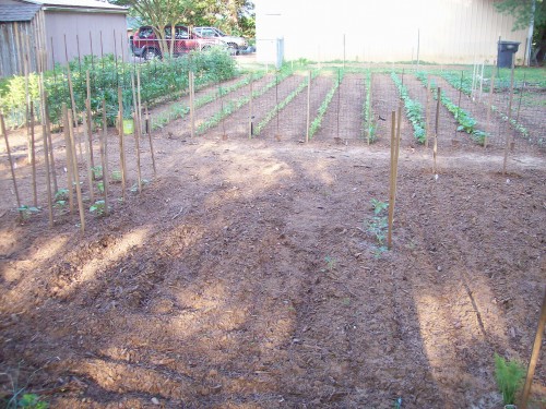 melons, squash, cucumbers