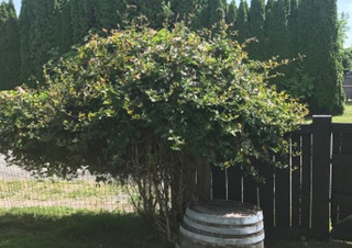 view from inside fenced yard