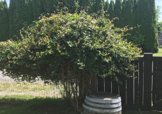 view from inside fenced yard