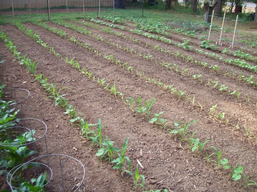 Corn,  beans, okra