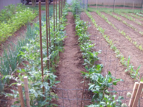 Tomatoes &amp; peppers