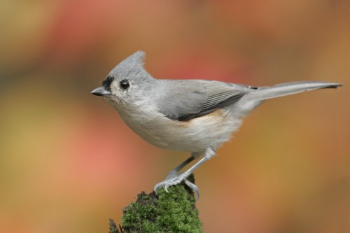 Tufted Titmouse m50-4-052_V.jpg