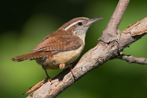 Carolina Wren b57-4-039_V.jpg