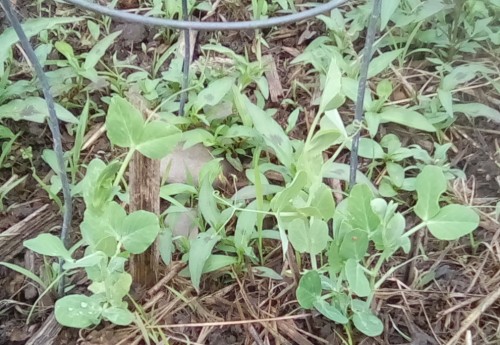 Wando Peas on tomato cage