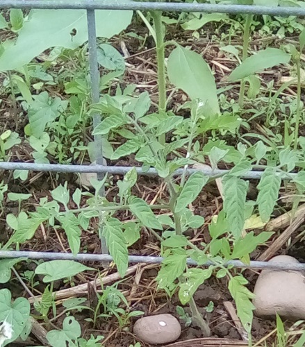 Tomato plant recovered