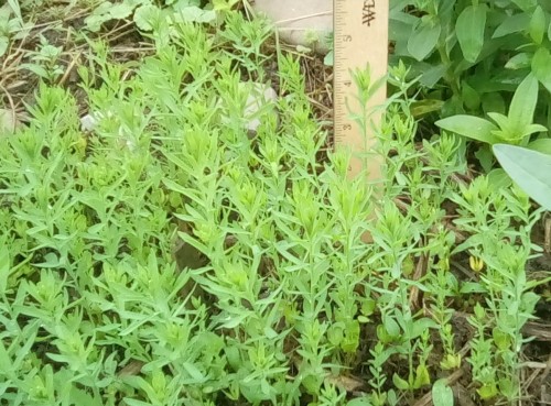 Flax growing taller