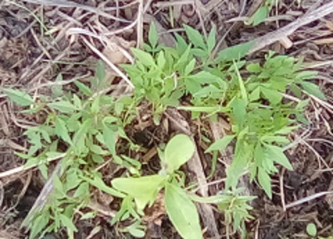 Very temporary quick weeding by hand