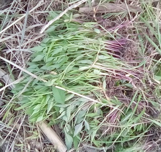 Freshly pulled weeds as small mulch pile