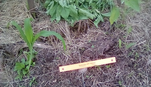 First planted vs. re-planted Country Gentleman Corn plants