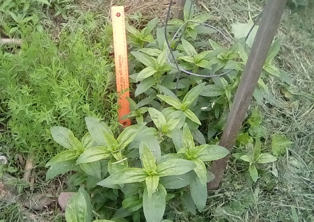 Flax on left, Soapwart on right