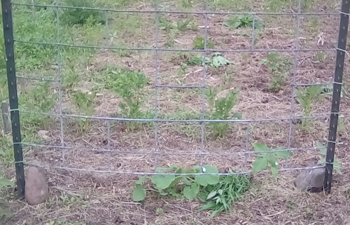 Spaghetti Squash on repurposed 'cattle panel'.