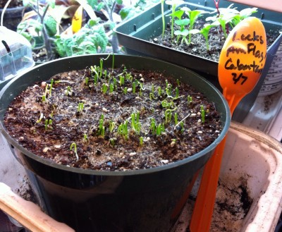 Leek seedlings in 4&quot; pot