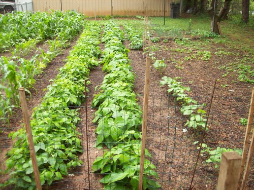 1 row Roma Flat Pod beans, 1 row Blue Lake bush beans, 1/2 row Okra, 1/2 row Roma Flat Pod beans.