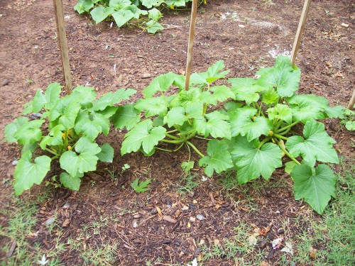 3 yellow squash