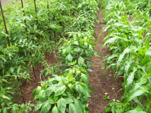 1 row of peppers, 8 big Bertha, 4 Jalapeno, 8 New Mexico.