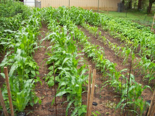 5 rows of corn.