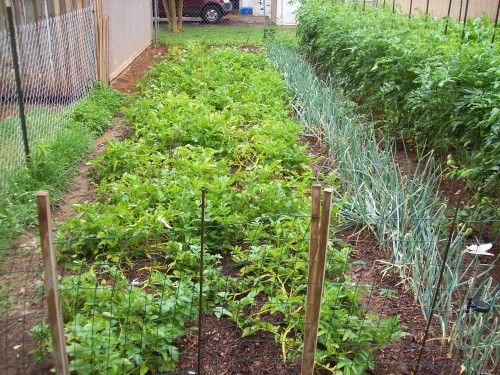 2 rows of potatoes, 300 onions, 24 tomato plants.