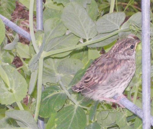 Fledgling wren perched on 'cattle panel' pea trellis