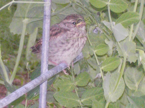 Fledgling wren hiding on pea trellis