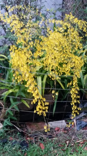 About 20 oncidium sphacelatum (popcorn orchids). Bloomed late 2 days after mother's day and lasted about 15-20 days.  Usually blooms around Mother's day. I divided the plants in January while they were in spike.  Usually you don't do this, but popcorn is forgiving and the spikes are up from December before they bloom in May. About half of these orchids were divisions from the original pots.  Orchids can multiply like rabbits if you have good ones.  These aren't all of the popcorn. I have more in the back yard I still have not re potted yet.  These orchids are on a bench in the sun but the house and the plants surrounding it does provide some shade but it does end up getting some afternoon sun. It is why the leaves are yellow and some of the new divisions got sunburn. Don't worry, I'll cut off the bad leaves and they will still be good.  Most are planted in 6 inch or larger concrete and terra cotta pots without media.  they are packed solid.  A few pots did not have enough orchids to fill the pot so I did fill with some black cinder and I fed them osmocote a couple of times.  I just cut off the spent spikes and fed them again last week.  They are watered almost every day now in summer.  When it is cooler they can go about 3 days before they need to be watered.  This is what works for me, breathable heavy pots (the plants are top heavy and will fall if not weighted.)