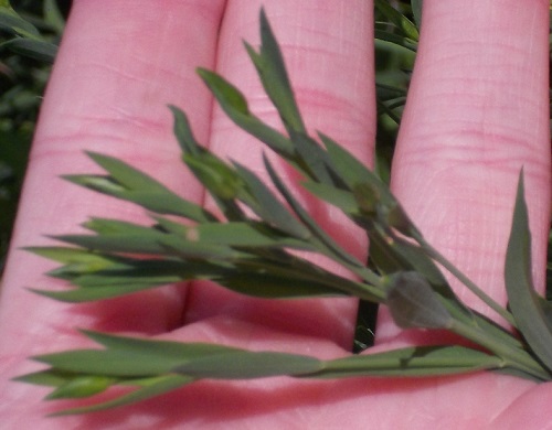 Flax branching out and budding