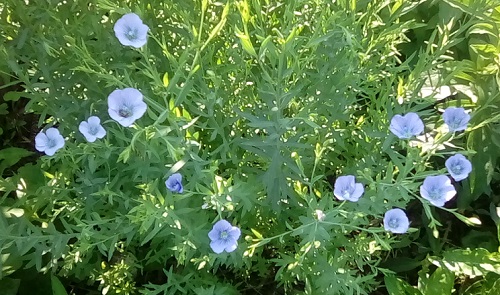 Flax (Linum usitatissimum) blooming