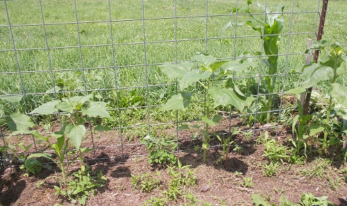 1/2 Runner Bean trellis to use 'newfound' space