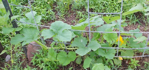 Spagetti Squash growing on the ground
