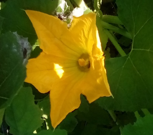 Spagetti Squash flower