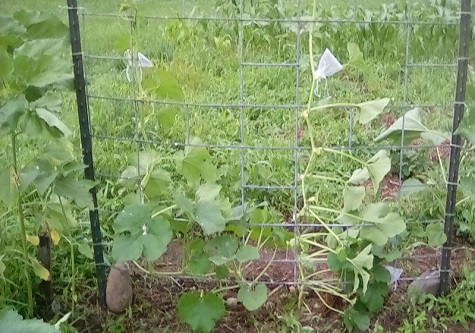 Spagetti Squash after tying onto trellis