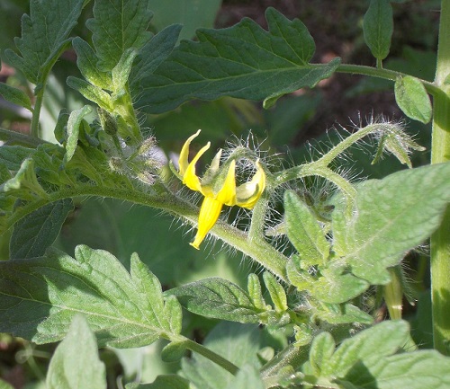 Sweet 100 cherry tomato blossom