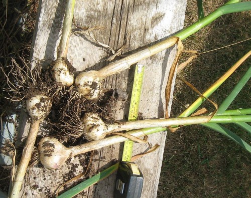 Garlic L.I.G. (left in ground)