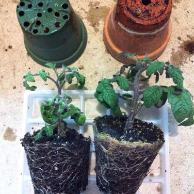 Pit Viper seedlings in plastic vs. clay pots