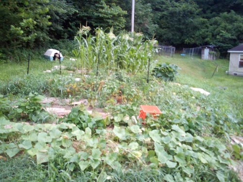 garden.jpg