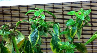 The Indoor Garden Patrol went to work right away on these yellowing peppers.