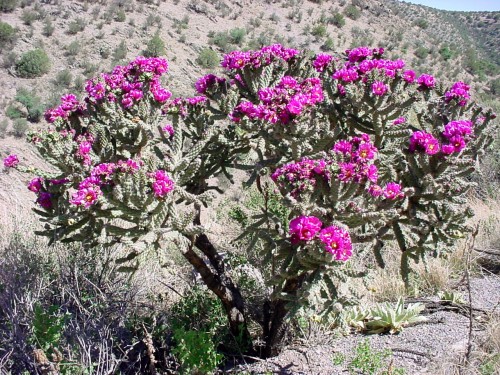 cholla2.jpg