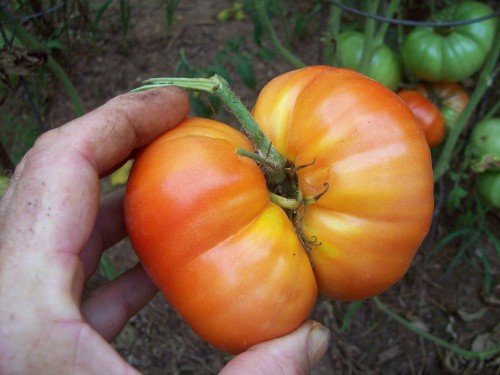 Deformed Beef Master.  Unless I have figure out how to correct the deformity &amp; rot problem these plants need to be pulled up they are wasted space.  I can plant Roma seeds here.