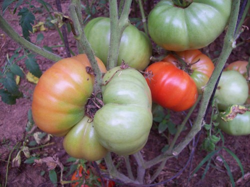 Deformed Beef Master.  Unless I have figure out how to correct the deformity &amp; rot problem these plants need to be pulled up they are wasted space.  I can plant Roma seeds here.