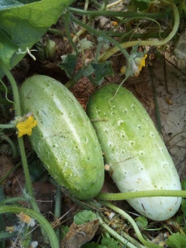 sumter cucumbers.jpg