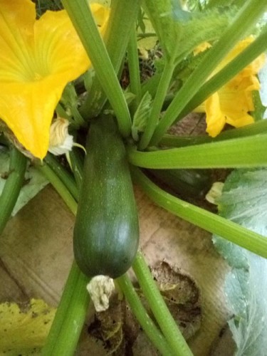 summer squash.jpg