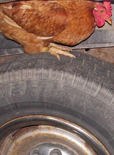 2nd Hen on tire resized.jpg